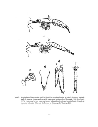 161
Figure 2. Morphological features most useful in identifying Mysidopsis bahia. a. male; b. female; c. thoracic
leg 2; d. telson; e. right uropod, dorsal; f. male, dorsal (redrawn from Molenock, 1969; Heard et al.,
1987). Note gonad in area where marsupium is located on female and length of male pleopods as
compared to female. Also note the 3 spines on the endopod of the uropod (e).
 