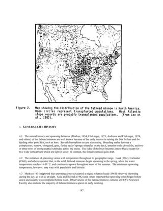 187
4. GENERAL LIFE HISTORY
4.1 The natural history and spawning behavior (Markus, 1934; Flickinger, 1973; Andrews and Flickinger, 1974;
and others) of the fathead minnow are well known because of the early interest in raising the fish for bait and for
feeding other pond fish, such as bass. Sexual dimorphism occurs at maturity. Breeding males develop a
conspicuous, narrow, elongated, gray, fleshy pad of spongy tubercles on the back, anterior to the dorsal fin, and two
or three rows of strong nuptial tubercles across the snout. The sides of the body become almost black except for
two wide vertical bars which are light in color. In contrast, the females remain quite drab.
4.2 The initiation of spawning varies with temperature throughout its geographic range. Isaak (196l), Carlander
(1969), and others reported that, in the wild, fathead minnows begin spawning in the spring, when the water
temperature reaches 16-18EC, and continue to spawn throughout most of the summer. The minimum spawning
temperature, however, may vary with population and latitude.
4.3 Markus (1934) reported that spawning always occurred at night, whereas Isaak (1961) observed spawning
during the day, as well as at night. Gale and Buynak (1982) and others reported that spawning often began before
dawn and usually was completed before noon. Observations of the fathead minnow cultures at EPA's Newtown
Facility also indicate the majority of fathead minnows spawn in early morning.
 