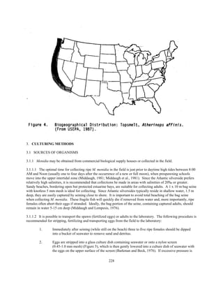 228
3. CULTURING METHODS
3.1 SOURCES OF ORGANISMS
3.1.1 Menidia may be obtained from commercial biological supply houses or collected in the field.
3.1.1.1 The optimal time for collecting ripe M. menidia in the field is just prior to daytime high tides between 8:00
AM and Noon (usually one to four days after the occurrence of a new or full moon), when prespawning schools
move into the upper intertidal zone (Middaugh, 1981; Middaugh et al., 1981). Since the Atlantic silverside prefers
relatively high salinities, it is recommended that collections be made in areas with salinities of 20‰ or greater.
Sandy beaches, bordering open but protected estuarine bays, are suitable for collecting adults. A 1 x 10 m bag seine
with knotless 5 mm mesh is ideal for collecting. Since Atlantic silversides typically reside in shallow water, 1.5 m
deep, they are easily captured by seining close to shore. It is important to avoid total beaching of the bag seine
when collecting M. menidia. These fragile fish will quickly die if removed from water and, more importantly, ripe
females often abort their eggs if stranded. Ideally, the bag portion of the seine, containing captured adults, should
remain in water 5-15 cm deep (Middaugh and Lempesis, 1976).
3.1.1.2 It is possible to transport the spawn (fertilized eggs) or adults to the laboratory. The following procedure is
recommended for stripping, fertilizing and transporting eggs from the field to the laboratory:
1. Immediately after seining (while still on the beach) three to five ripe females should be dipped
into a bucket of seawater to remove sand and detritus.
2. Eggs are stripped into a glass culture dish containing seawater or onto a nylon screen
(0.45-1.0 mm mesh) (Figure 5), which is then gently lowered into a culture dish of seawater with
the eggs on the upper surface of the screen (Barkman and Beck, 1976). If excessive pressure is
 