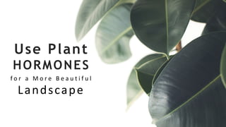 Use Plant
HORMONES
f o r a M o r e B e a u t i f u l
Landscape
 