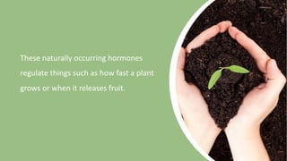 These naturally occurring hormones
regulate things such as how fast a plant
grows or when it releases fruit.
 