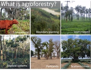 User friendly and cost-effective approach to identifying agroforestry: example from Southeast Asia