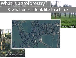 User friendly and cost-effective approach to identifying agroforestry: example from Southeast Asia