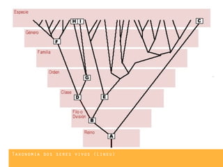 Taxonomia dos seres vivos (Lineu)
 