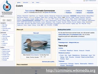 Õppematerjalid ja autoriõigus