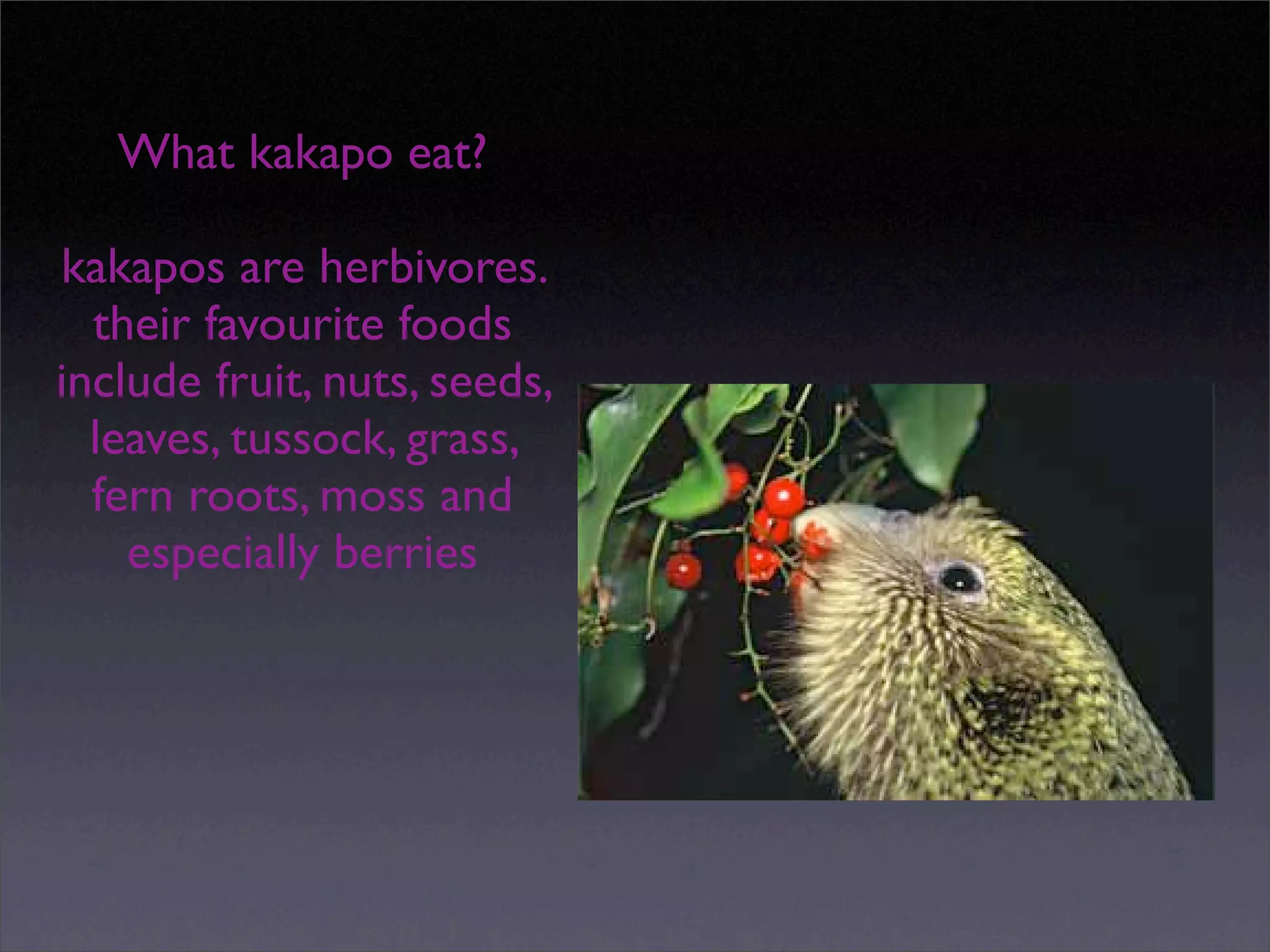 Kakapo slideshow by Izak and Ezra