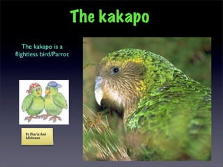 Kakapo slideshow by Dharia & Michenna