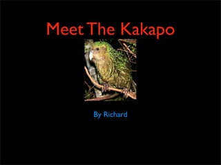 Kakapo slideshow