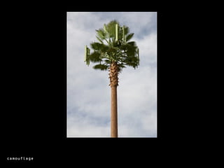 camouflage
 