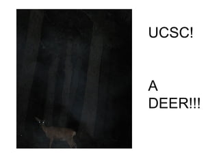 UCSC! A DEER!!! 