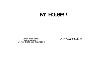 MY HOUSE!! A RACCOON!!! 