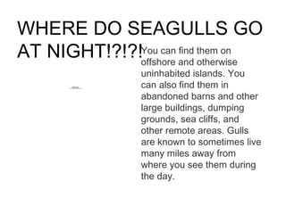 WHERE DO SEAGULLS GO AT NIGHT!?!?! You can find them on offshore and otherwise uninhabited islands. You can also find them in abandoned barns and other large buildings, dumping grounds, sea cliffs, and other remote areas. Gulls are known to sometimes live many miles away from where you see them during the day. 