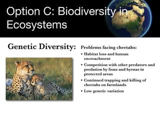 Option C: Biodiversity in
Ecosystems
Genetic Diversity:   Problems facing cheetahs:
                     • Habitat loss an...