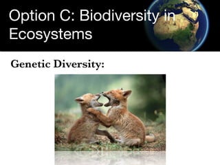 Option C: Biodiversity in
Ecosystems
Genetic Diversity:
 