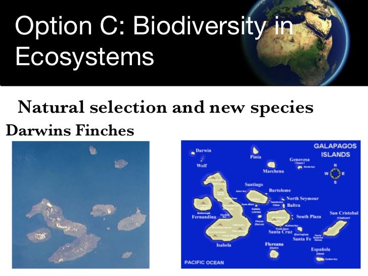 Can Natural Selection Lead To Speciation Can Natural Selection Lead To Speciation