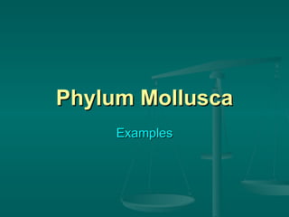 Phylum Mollusca Examples 