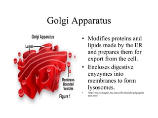 CELL STRUCRURE | PPT