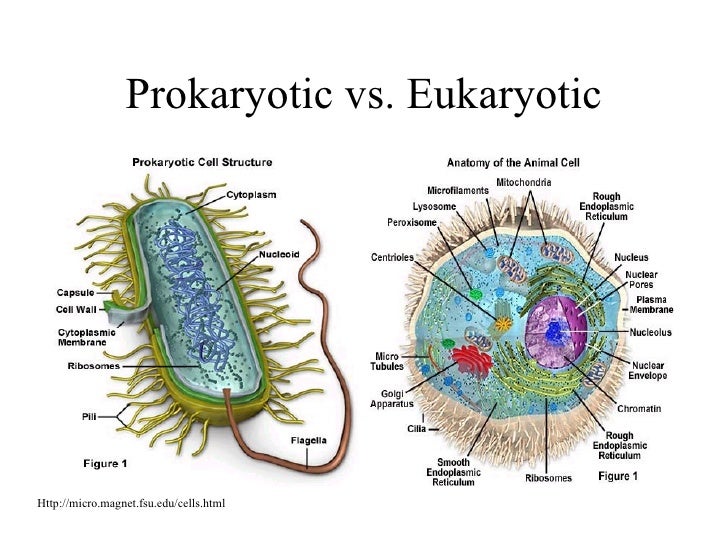 Business Essays Describe The Prokaryotic Vs Eukaryotic Cells Essay About Myself Similarities And Differences Between Prokaryotic Tots Aubameyang Review Journal Newspaper Thesis Examples For Essays also Paper Essay Writing Prokaryotic Vs Eukaryotic Cells Essay About Myself College How To Start A Science Essay