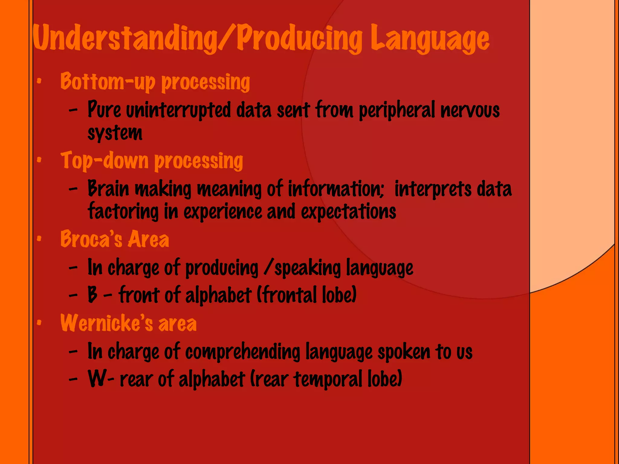 Understanding/Producing Language Bottom-up processing Pure uninterrupted data sent from peripheral nervous system Top-down processing Brain making meaning of information;  interprets data factoring in experience and expectations Broca’s Area In charge of producing /speaking language B – front of alphabet (frontal lobe) Wernicke’s area In charge of comprehending language spoken to us W- rear of alphabet (rear temporal lobe) 