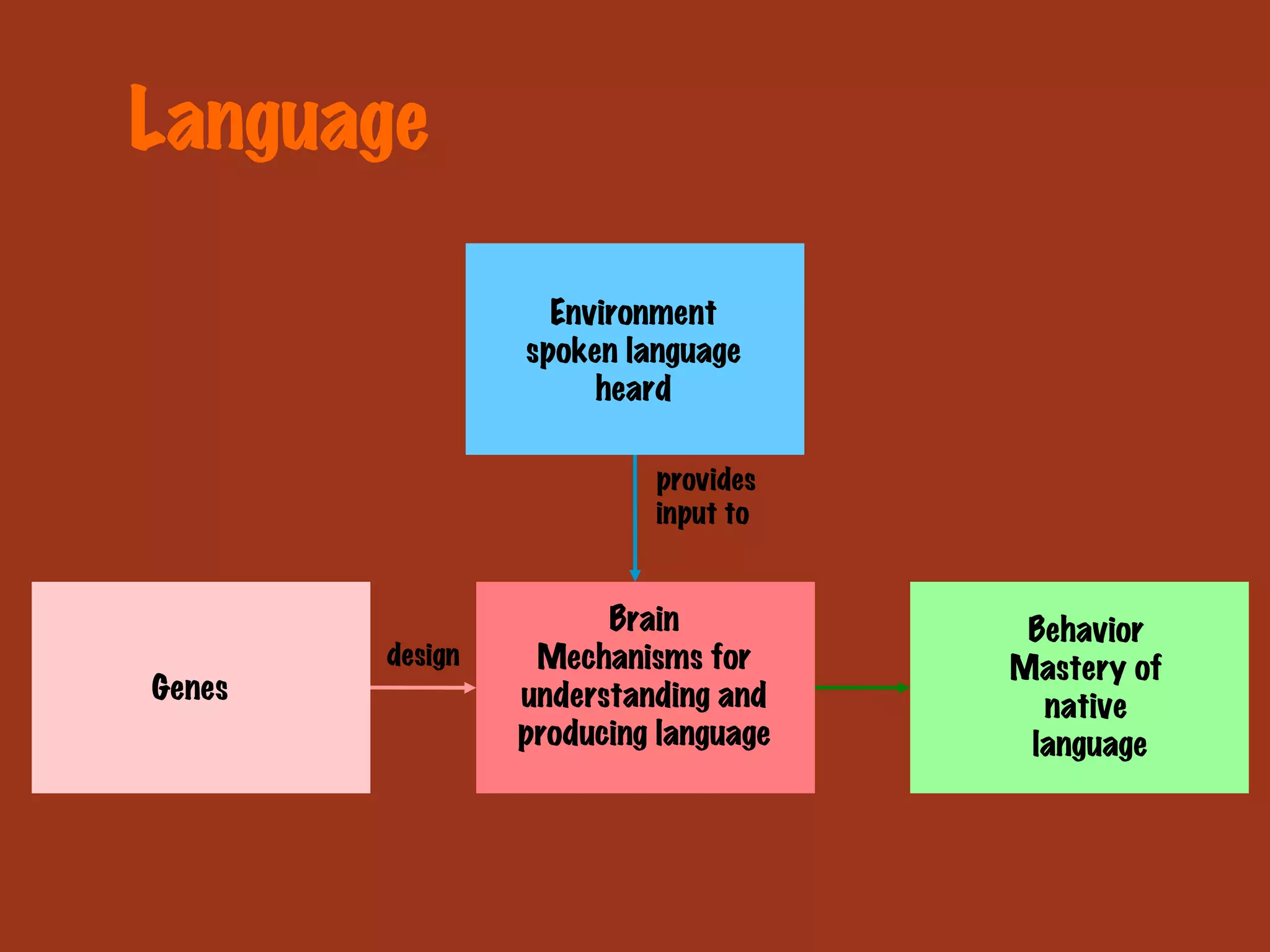 Language Genes Environment spoken language heard Brain Mechanisms for understanding and producing language Behavior Mastery of native language provides  input to design 
