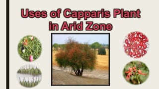 Uses of Capparis Plant
in Arid Zone
 
