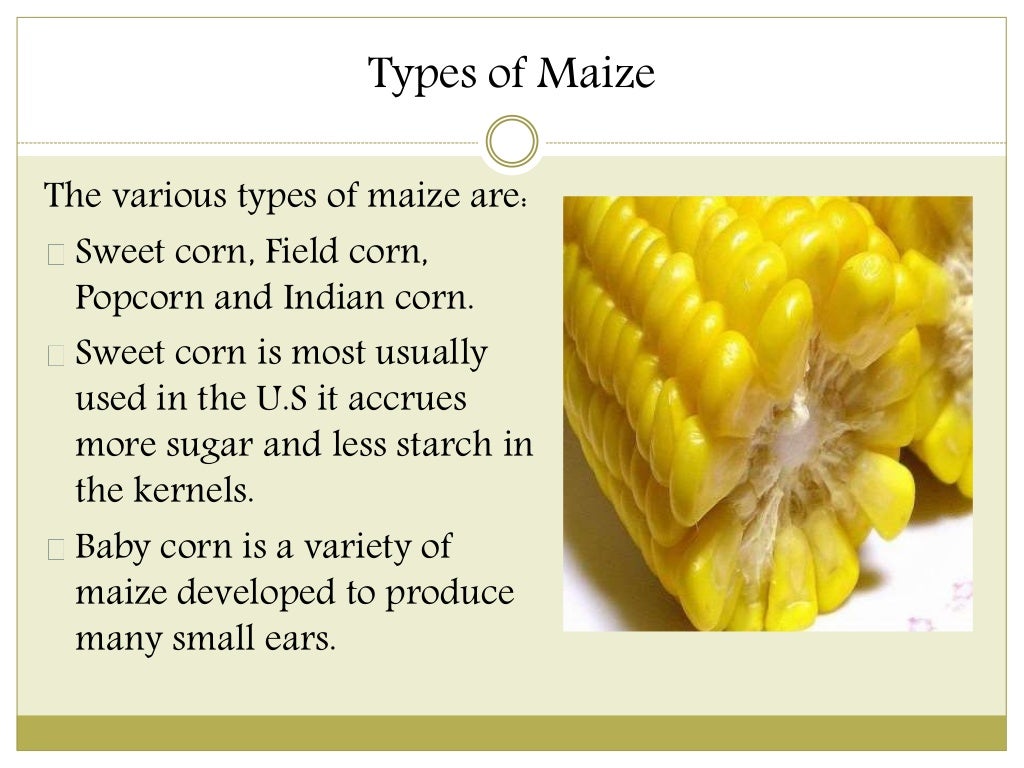 what is maize mean in english
