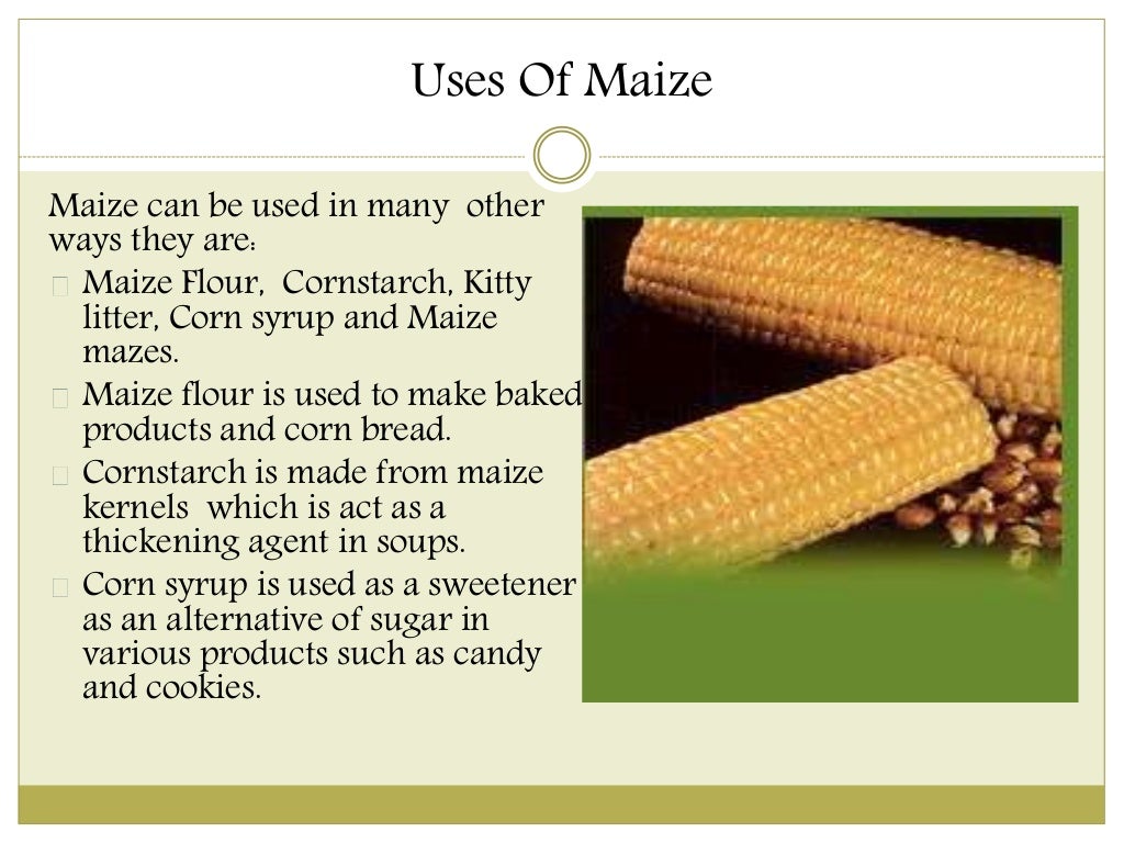 Uses Of Maize And Its Functions uses-of-maize-and-its-functions