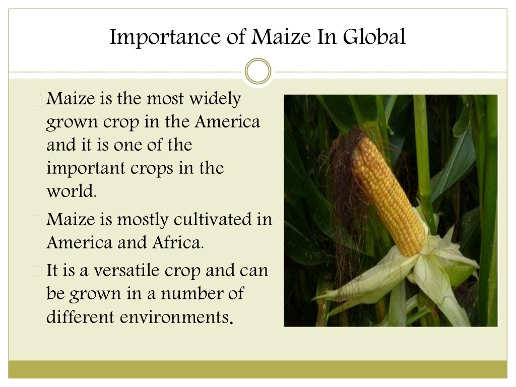 Uses of maize and its Functions