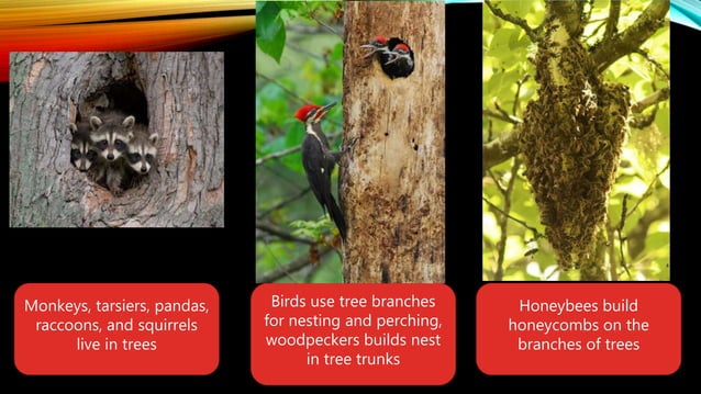 Uses Of Plants PPT uses-of-plants-ppt