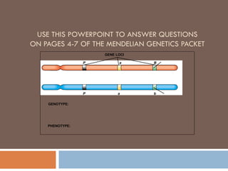 USE THIS POWERPOINT TO ANSWER QUESTIONS
ON PAGES 4-7 OF THE MENDELIAN GENETICS PACKET
                     GENE LOCI

                 P         a     B




                 P         a     b


    GENOTYPE:




    PHENOTYPE:
 