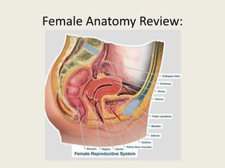 Female Anatomy Review:
 