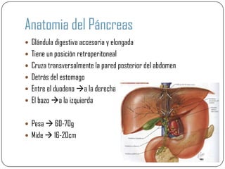 Anatomia del Páncreas
 Glándula digestiva accesoria y elongada
 Tiene un posición retroperitoneal
 Cruza transversalmente la pared posterior del abdomen
 Detrás del estomago
 Entre el duodeno a la derecha
 El bazo a la izquierda


 Pesa  60-70g
 Mide  16-20cm
 