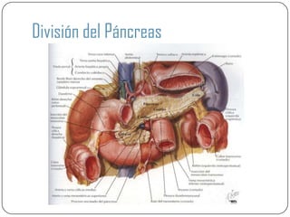 División del Páncreas
 