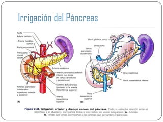 Irrigación del Páncreas
 