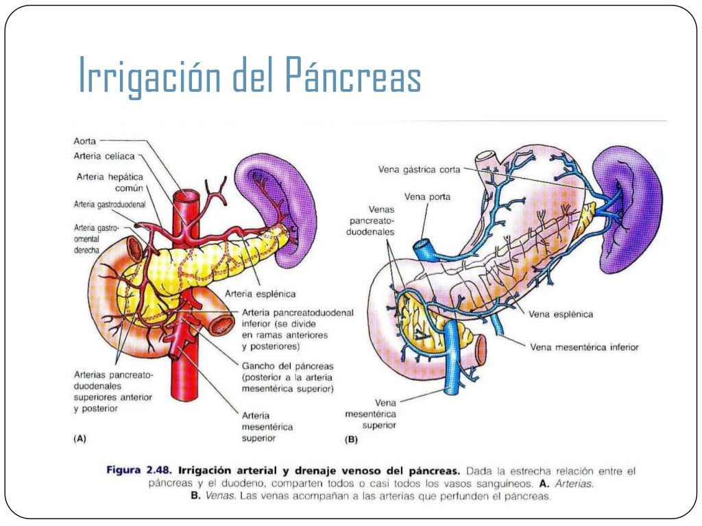 ultrasonido de pancreas