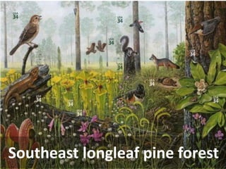 Southeast longleaf pine forest  