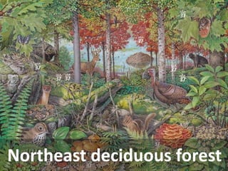 Northeast deciduous forest  
