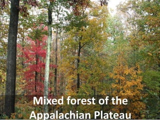 Mixed forest of the Appalachian Plateau  