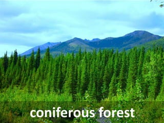coniferous forest  