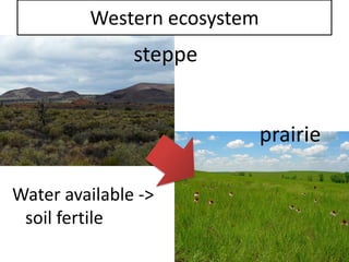 Western ecosystem 
steppe 
prairie 
Water available -> soil fertile  