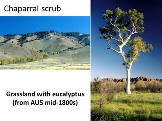 Chaparral scrub 
Grassland with eucalyptus (from AUS mid-1800s)  