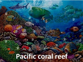 Pacific coral reef  
