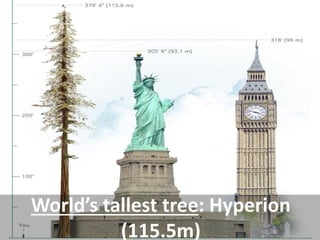 World’s tallest tree: Hyperion (115.5m)  