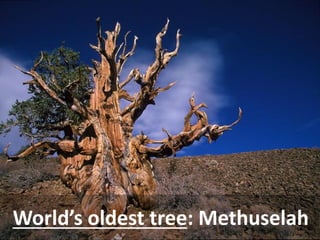 World’s oldest tree: Methuselah  