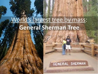 World’s largest tree by mass: General Sherman Tree  