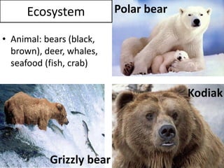 Ecosystem 
•Animal: bears (black, brown), deer, whales, seafood (fish, crab) 
Kodiak 
Grizzly bear 
Polar bear  