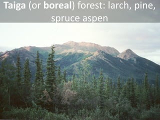 Taiga (or boreal) forest: larch, pine, spruce aspen  