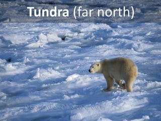 Tundra (far north)  