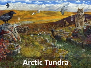 Arctic Tundra  