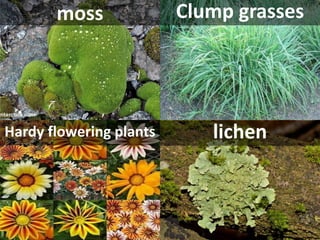 moss 
Clump grasses 
Hardy flowering plants 
lichen  
